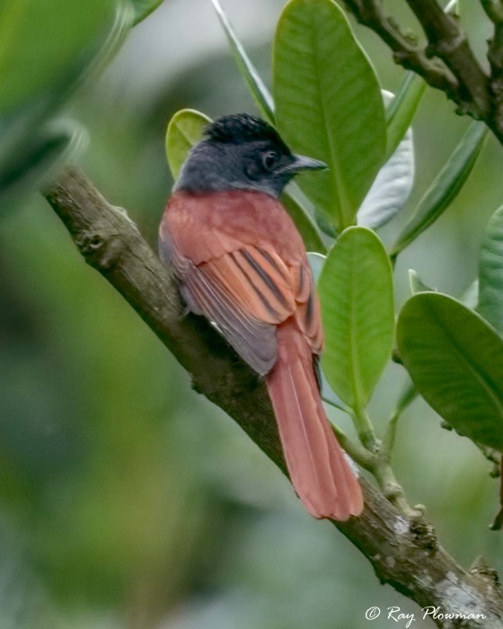 Oriental Paradise-flycatcher (Terpsiphone affinis) rufous morph perched at Singapore Botanic Gardens