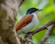 Shining Flycatcher (Myiagra alecto wardelli) Female in mangrove swamp at Cape Tribulation 's Marrdja Boardwalk