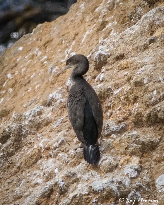Spotted Shag (Phalacrocorax punctatus) in non-breeding plumage at Taiaroa Head on Otago Peninsula in New Zealand Spotted Shag (Phalacrocorax punctatus) in non-breeding plumage at Taiaroa Head on Otago Peninsula in New Zealand