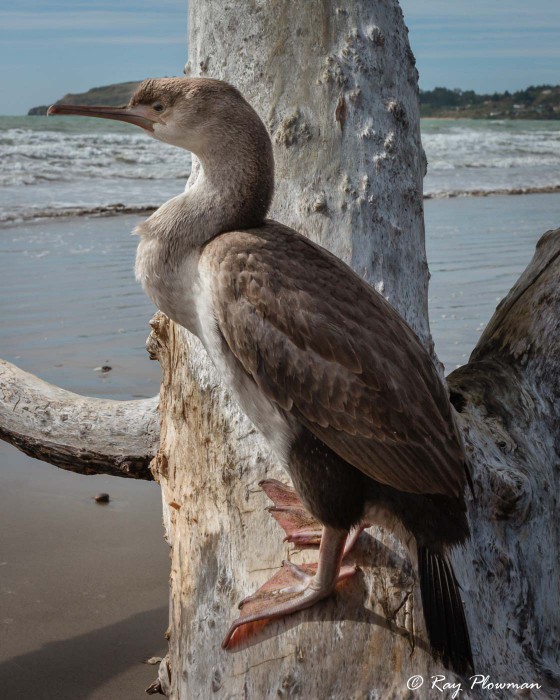 Spotted Shag (Phalacrocorax punctatus) juvenile on driftwood at Moeraki Boulders Beach in Otago, New Zealand Spotted Shag (Phalacrocorax punctatus) juvenile on driftwood at Moeraki Boulders Beach in Otago, New Zealand
