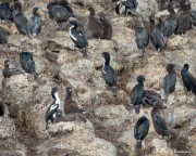 Stewart Shag (Phalacrocorax chalconotus) chicks, pale and black morphs in breeding colony at Taiaroa Head on Otago Peninsular Stewart Shag (Phalacrocorax chalconotus) chicks, pale and black morphs in breeding colony at Taiaroa Head on Otago Peninsular