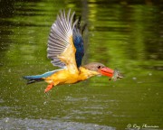 Stork-Billed Kingfisher (Pelargopsis capensis malaccensis) with fish flying to devour it, Japanese Garden’s small lake, Singapore