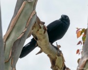 Torresian Crow (Corvus orru cecilae) perched in Eucalyptus at Marian in the Mackay Region of Queensland