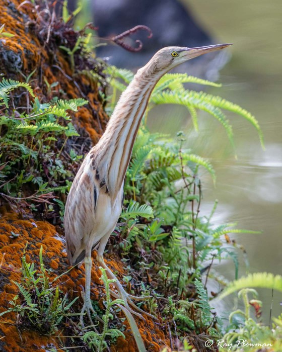 Yellow Bittern (Ixobrychus sinensis) female startled with stretched neck at tea garden lake in Japanese Garden