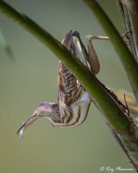 Yellow Bittern (Ixobrychus sinensis) immature perched on palm frond with fish at Singapore's Botanic Gardens