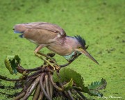 Yellow Bittern (Ixobrychus sinensis) male observing prey at Sungei Buloh Wetland Reserve in Singapore
