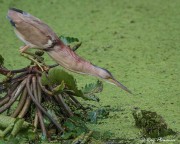 Yellow Bittern (Ixobrychus sinensis) male poised ready to strike at Sungei Buloh Wetland Reserve in Singapore