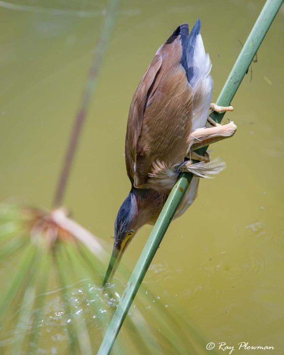 Yellow Bittern (Ixobrychus sinensis) male perched in palm frond striking prey in water at Singapore's Botanic Gardens