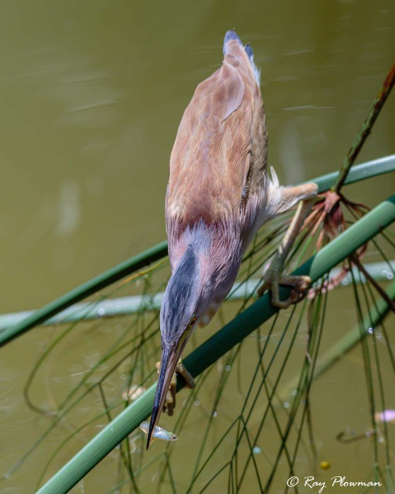 Yellow Bittern (Ixobrychus sinensis) male perched in palm frond with fish in bill at Singapore's Botanic Gardens