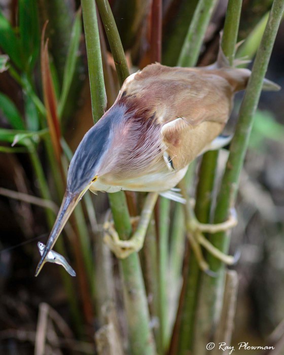 Yellow Bittern (Ixobrychus sinensis) male perched in palm frond with fish in bill at Singapore's Botanic Gardens