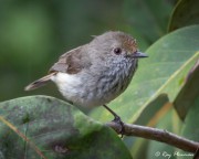 Brown Thornbill (Acanthiza pusilla dawsonensis) perched at Broken River in Eungella National Park, QLD Brown Thornbill (Acanthiza pusilla dawsonensis) perched at Broken River in Eungella National Park, QLD