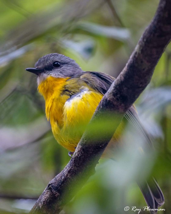 Eastern Yellow Robin (Eopsaltria australis chrysorrhos) perched at Broken River in Eungella National Park in Queensland