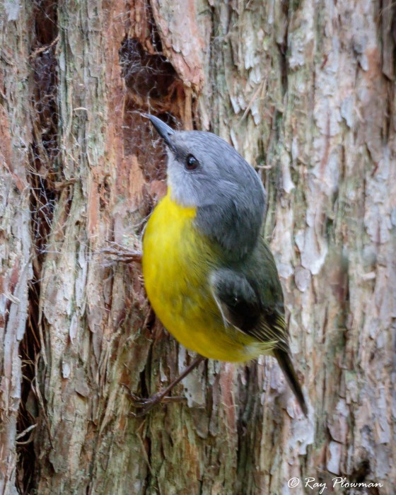 Eastern Yellow Robin (Eopsaltria australis) perched at Booderee National Park in Jervis Bay Territory