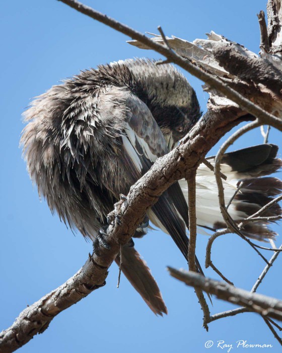 Grey Butcherbird (Cracticus torquatus) preening at Tidal River in Wilsons Promontory National Park, South Gippsland