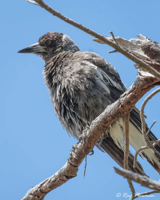 Grey Butcherbird (Cracticus torquatus leucopterus) drying out at Tidal River in Wilsons Promontory National Park Grey Butcherbird (Cracticus torquatus leucopterus) drying out at Tidal River in Wilsons Promontory National Park