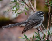 Grey Fantail (Rhipidura albiscapa) at Little Gravelly Beach Tack in Freycinet National Park, Tasmania