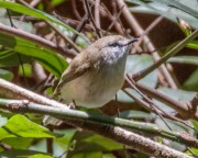 Large-billed Scrubwren (Sericornis magnirostra) perched at D'Aguilar National Park's rainforest (Maiala) Large-billed Scrubwren (Sericornis magnirostra) perched at D'Aguilar National Park's rainforest (Maiala)
