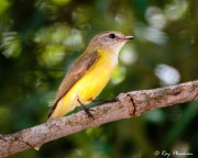 Lemon-bellied Flyrobin (Microeca flavigaster) perched at Fogg Dam Conservation Reserve in the Northern Territories