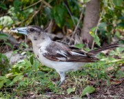 Pied Butcherbird (Cracticus nigrogularis) Immature trying to eat grub in tree branch at Bowen in Queensland Pied Butcherbird (Cracticus nigrogularis) Immature trying to eat grub in tree branch at Bowen in Queensland