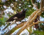Pied Currawong (Strepera graculina) with dead fruit bat stashed in tree at Sydney Royal Botanic Gardens Pied Currawong (Strepera graculina) with dead fruit bat stashed in tree at Sydney Royal Botanic Gardens