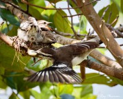 Pied Triller (Lalage nigra striga) Female removing faecal sac from chick at Kranji Marshes in Singapore Pied Triller (Lalage nigra striga) Female removing faecal sac from chick at Kranji Marshes in Singapore