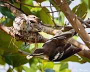 Pied Triller (Lalage nigra striga) Female removing faecal sac from chick at Kranji Marshes in Singapore Pied Triller (Lalage nigra striga) Female removing faecal sac from chick at Kranji Marshes in Singapore