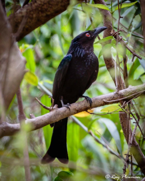 Spangled Drongo (Dicrurus bracteatus baileyi) perched in forest at Mary River Wilderness Retreat, Northern Territories