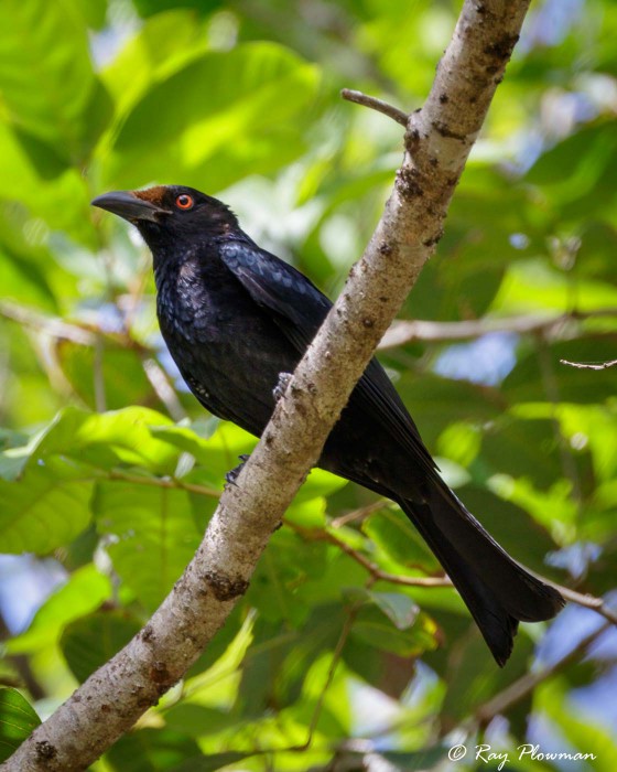 Spangled Drongo (Dicrurus bracteatus atrabectus) at Cape Tribulation Exotic Fruit Farm in tropical Queensland