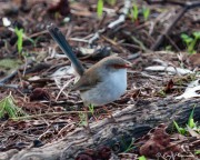 Superb Fairy-wren (Malurus cyaneus cyanochlamys), Female on the ground at Tower Hill Reserve in Victoria Superb Fairy-wren (Malurus cyaneus cyanochlamys), Female on the ground at Tower Hill Reserve in Victoria
