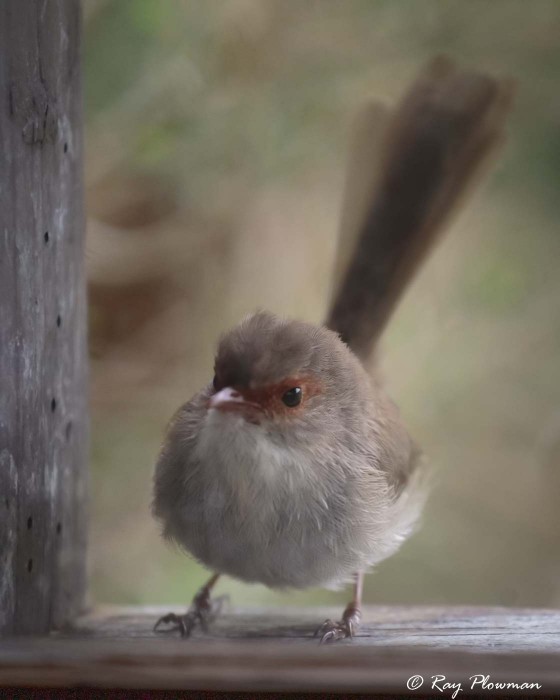 Superb Fairy-wren (Malurus cyaneus) Female at the Boonoorong hide window, The Briars Wildlife Sanctuary Superb Fairy-wren (Malurus cyaneus) Female at the Boonoorong hide window, The Briars Wildlife Sanctuary
