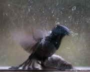 Superb Fairy-wrens male thrashing and female collapsed at Boonoorong hide window in The Briars Wildlife Sanctuary Superb Fairy-wrens male thrashing and female collapsed at Boonoorong hide window in The Briars Wildlife Sanctuary