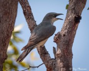 White-bellied Cuckooshrike (Coracina papuensis hypoleuca) perched at Yellow Water in Kakadu National Park White-bellied Cuckooshrike (Coracina papuensis hypoleuca) perched at Yellow Water in Kakadu National Park