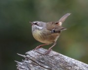 White-browed Scrubwren (Sericornis frontalis) male at Silverband Falls in Grampians National Park, Victoria White-browed Scrubwren (Sericornis frontalis) male at Silverband Falls in Grampians National Park, Victoria