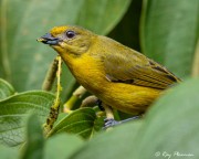 Violaceous Euphonia (Euphonia violacea rodwayi) Female feeding at Asa Wright Nature Centre in Trinidad