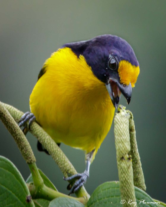 Violaceous Euphonia (Euphonia violacea rodwayi) Male feeding at Asa Wright Nature Centre in Trinidad
