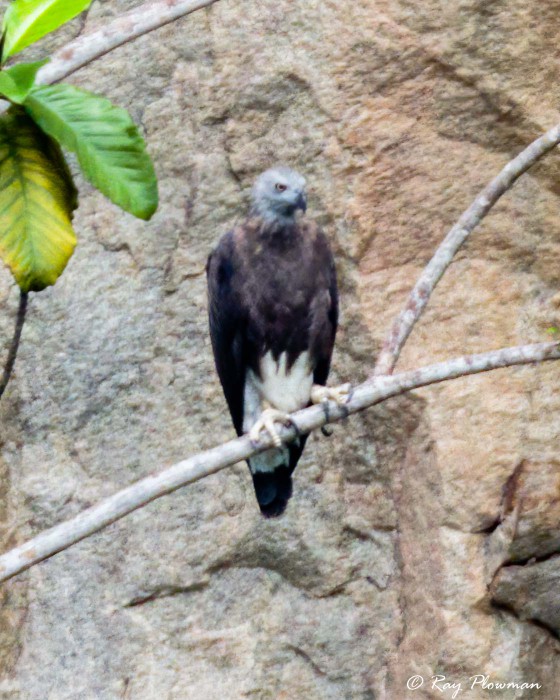 Grey-headed Fish Eagle (Ichthyophaga ichthyaetus) perched at Dairy Farm Nature Parks Singapore Quarry in Singapore Grey-headed Fish Eagle (Ichthyophaga ichthyaetus) perched at Dairy Farm Nature Parks Singapore Quarry in Singapore