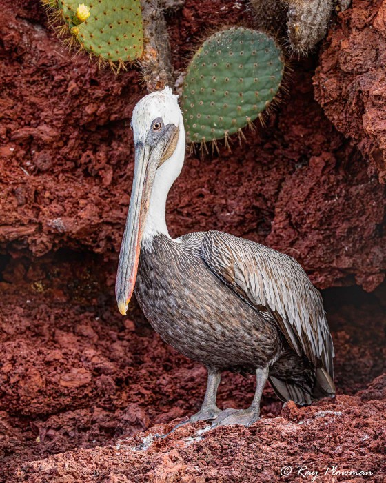 Brown Pelican (Pelecanus occidentalis urinator) non-breeding adult on a cliff ledge at Rabida Island in the Galapagos Brown Pelican (Pelecanus occidentalis urinator) non-breeding adult on a cliff ledge at Rabida Island in the Galapagos