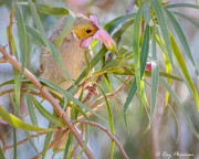 White-plumed Honeyeater (Ptilotula penicillata leilavalensis) feeding om nectar, Arid Land Botanic Garden, SA