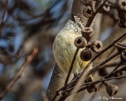 Yellow-rumped Thornbill (Acanthiza chrysorrhoa leighi) perched in shrub at Lincoln National Park in South Australia Yellow-rumped Thornbill (Acanthiza chrysorrhoa leighi) perched in shrub at Lincoln National Park in South Australia