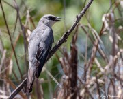 White-bellied Cuckooshrike (Coracina papuensis artamoides) perched at Townsville Town Common in Queensland White-bellied Cuckooshrike (Coracina papuensis artamoides) perched at Townsville Town Common in Queensland