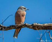 White-browed Woodswallow (Artamus superciliosus) perched on in a tree near Mount Monster Conservations Park White-browed Woodswallow (Artamus superciliosus) perched on in a tree near Mount Monster Conservations Park