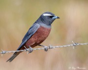 White-browed Woodswallow (Artamus superciliosus) male perched on a fence near Mount Monster Conservations Park White-browed Woodswallow (Artamus superciliosus) male perched on a fence near Mount Monster Conservations Park