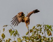 Brahminy Kite (Haliastur indus intermedius) Juvenile perching in a tree at Japanese Garden in Singapore Brahminy Kite (Haliastur indus intermedius) Juvenile perching in a tree at Japanese Garden in Singapore
