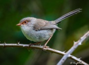 Superb Fairy-wren (Malurus cyaneus leggei) female perched at Bela Air National Park in South Australia Superb Fairy-wren (Malurus cyaneus leggei) female perched at Bela Air National Park in South Australia