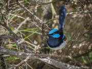 Superb Fairy-wren (Malurus cyaneus cyanochlamys) Male perched at Loch Ard Gorge, Great Ocean Road in Victoria Superb Fairy-wren (Malurus cyaneus cyanochlamys) Male perched at Loch Ard Gorge, Great Ocean Road in Victoria
