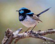 Superb Fairy-wren (Malurus cyaneus leggei) male perched at Aldinga Scrub Conservation Park in South Australia Superb Fairy-wren (Malurus cyaneus leggei) male perched at Aldinga Scrub Conservation Park in South Australia