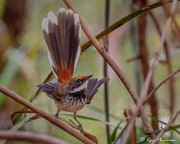 Arafura Fantail (Rhipidura dryas) in the forest at Mary River Wilderness Retreat in the Northern Territories Arafura Fantail (Rhipidura dryas) in the forest at Mary River Wilderness Retreat in the Northern Territories