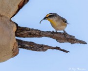 Striated Pardalote (Pardalotus striatus substriatus) bringing an insect to nest at Wilpena Pound in the Flinders Ranges Striated Pardalote (Pardalotus striatus substriatus) bringing an insect to nest at Wilpena Pound in the Flinders Ranges