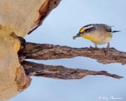 Striated Pardalote (Pardalotus striatus substriatus) bringing an insect to nest at Wilpena Pound in the Flinders Ranges Striated Pardalote (Pardalotus striatus substriatus) bringing an insect to nest at Wilpena Pound in the Flinders Ranges