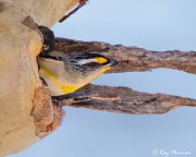 Striated Pardalote (Pardalotus striatus substriatus) emerging from nest hole at Wilpena Pound in the Flinders Ranges Striated Pardalote (Pardalotus striatus substriatus) emerging from nest hole at Wilpena Pound in the Flinders Ranges